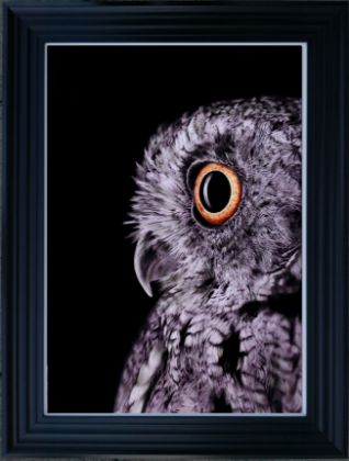 Picture of Owl