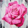 Picture of Magenta Rose