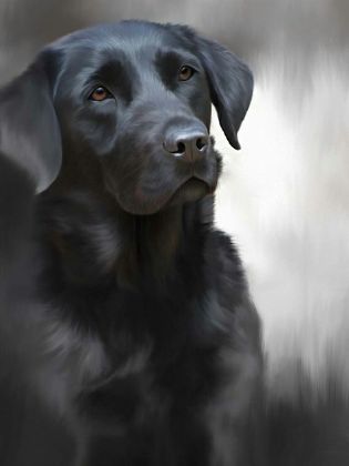 Picture of Black Labrador (40th Anniversary Image)