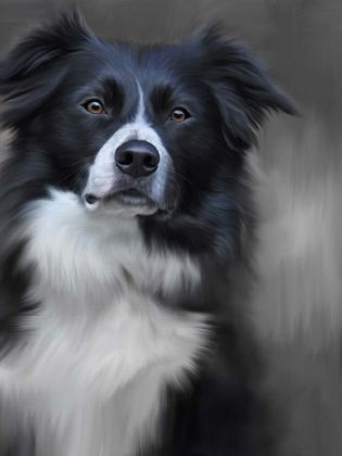 Picture of Border Collie (40th Anniversary Image)