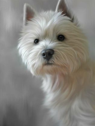 Picture of West Highland Terrier (40th Anniversary Image)