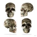 Picture of Tattooed Skulls - Small