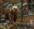 Picture of Grizzly - Canvas