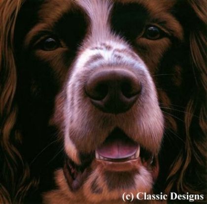 Picture of Larger Than Life - Springer Spaniel