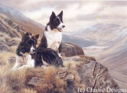 Picture of Bill & Ben - Border Collies