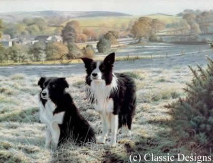 Picture of Best Friends - Border Collies