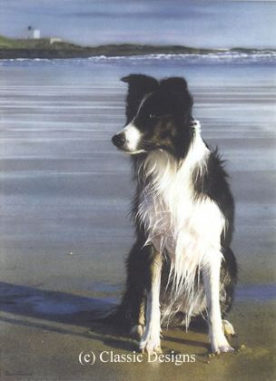 Picture of Waiting For Stan (Border Collie) - Canvas