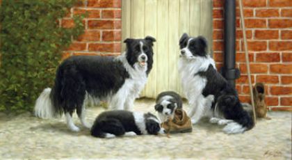 Picture of Family Ties - Border Collies