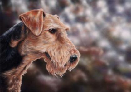 Picture of Airedale Terrier