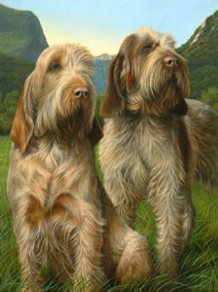 Picture of Latin Spirit - Spinone