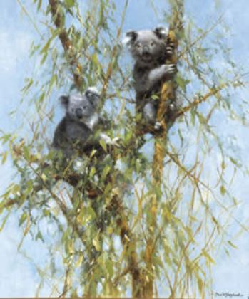 Picture of Up A Gum Tree - Koalas