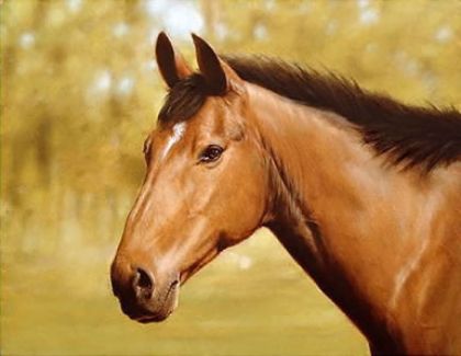 Picture of Horse Portrait