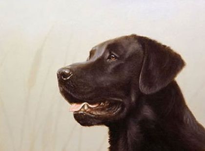 Picture of Black Lab Head Study (Self Publish)