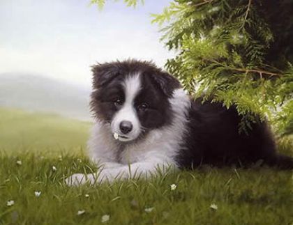 Picture of Daisy - Border Collie