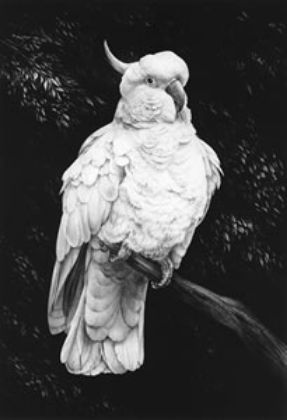 Picture of Cockatoo I