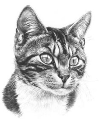 Picture of Tabby Cat