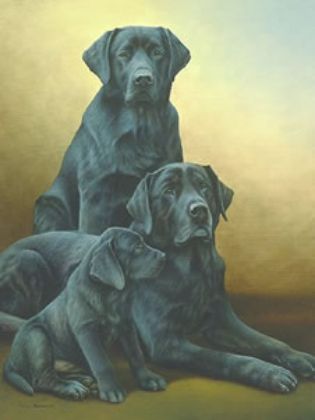 Picture of Generations - Black Labradors