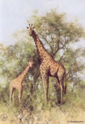 Picture of Masai Giraffe and Young