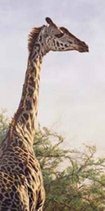 Picture of High And Mighty - Giraffe