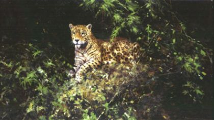 Picture of Jaguar