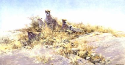 Picture of The Cheetahs Of Namibia