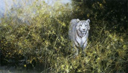 Picture of The White Tiger Of Rewa