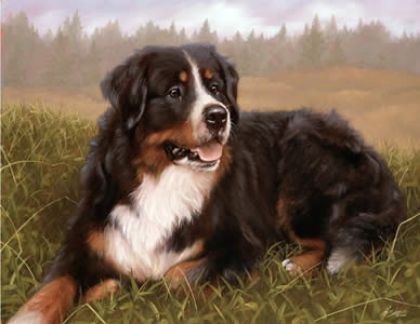 Picture of Bernese Mountain Dog