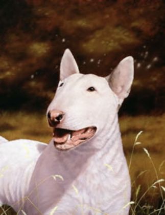 Picture of English Bull Terrier