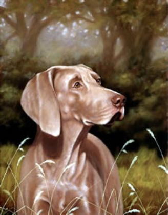 Picture of Weimaraner