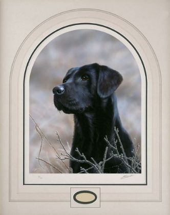 Picture of Classic Breed Black Labrador