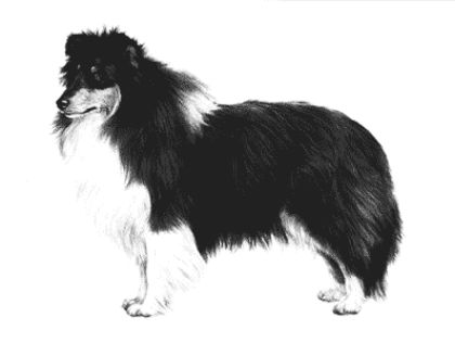 Picture of Shetland Sheepdog