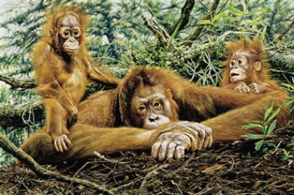 Picture of But This Is Our Home - Orangutans