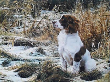 Picture of Tribute To Dash - Springer Spaniel