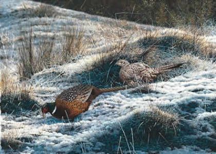 Picture of Pheasants - First Fall