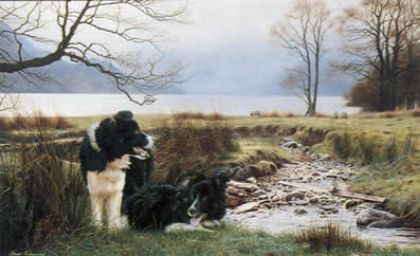 Picture of Working Pair - Border Collies