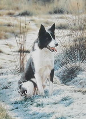 Picture of Take Five - Border Collie