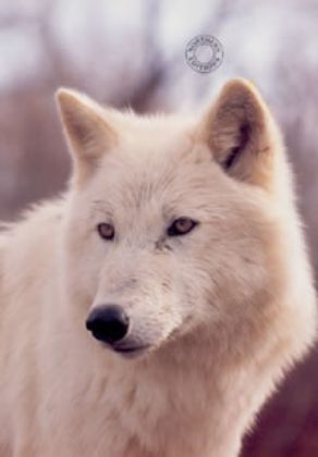 Picture of Study Of A White Wolf