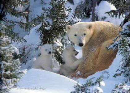 Picture of Warmth Of Nature - Polar Bear & Cubs