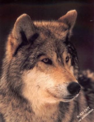 Picture of Study of a Grey Wolf