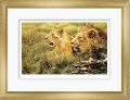 Picture of African Gold - Lion, Lioness